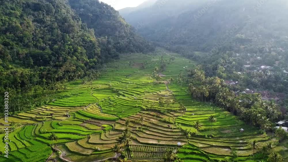 aerial panorama of agrarian rice fields landscape in the village of Central Java, like a terraced rice fields ubud Bali ASIA Indonesia aerial panorama of agrarian rice fields landscape in the village of Central Java, like a terraced rice fields ubud Bali ASIA Indonesia