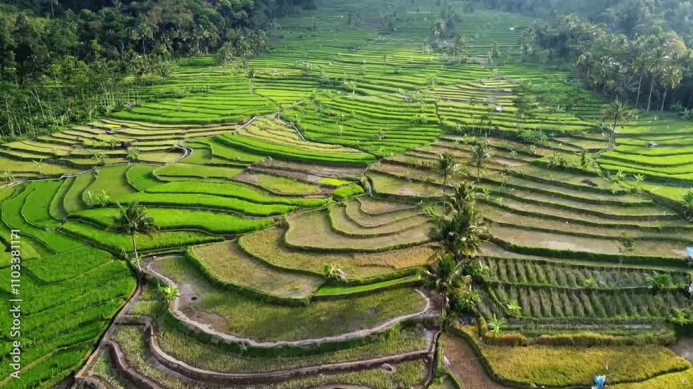 aerial panorama of agrarian rice fields landscape in the village of Central Java, like a terraced rice fields ubud Bali ASIA Indonesia aerial panorama of agrarian rice fields landscape in the village of Central Java, like a terraced rice fields ubud Bali ASIA Indonesia
