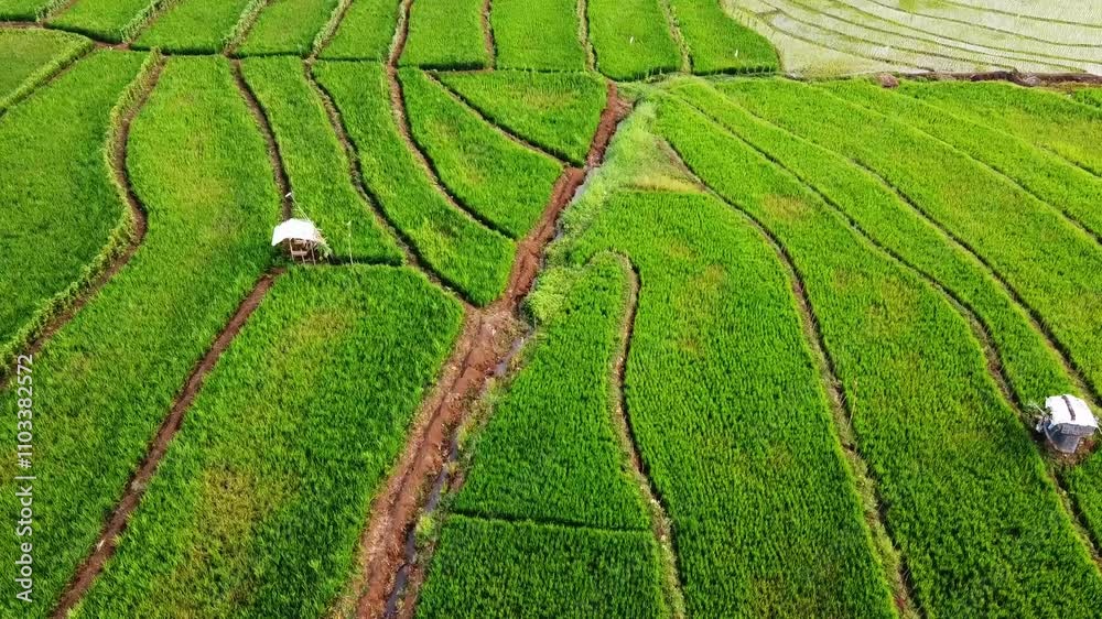 aerial panorama of agrarian rice fields landscape in the village of Central Java, like a terraced rice fields ubud Bali ASIA Indonesia aerial panorama of agrarian rice fields landscape in the village of Central Java, like a terraced rice fields ubud Bali ASIA Indonesia