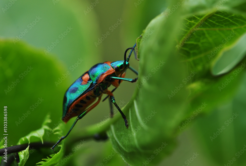 Iridescent Beetle Wandering on a Passionfruit Vine Pretty Beetle, Colourful, Iridescent Beetle Wandering on a Passionfruit Vine Pretty Beetle, Colourful,