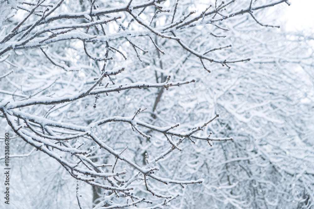 winter nature background. Beautiful snowy tree branches, gentle winter forest landscape. frosty cold weather. first snow. template for design winter nature background. Beautiful snowy tree branches, gentle winter forest landscape. frosty cold weather. first snow. template for design