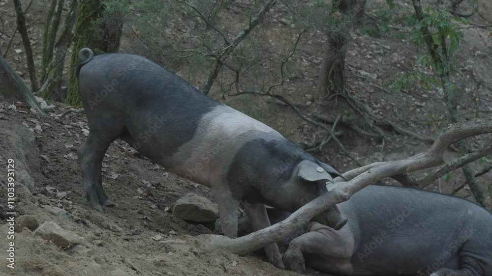 two cinta senese pigs, one fat lying down, the other young, sniff and pass by two cinta senese pigs, one fat lying down, the other young, sniff and pass by