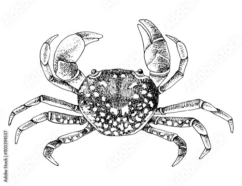 Hand drawn purple shore crab illustration