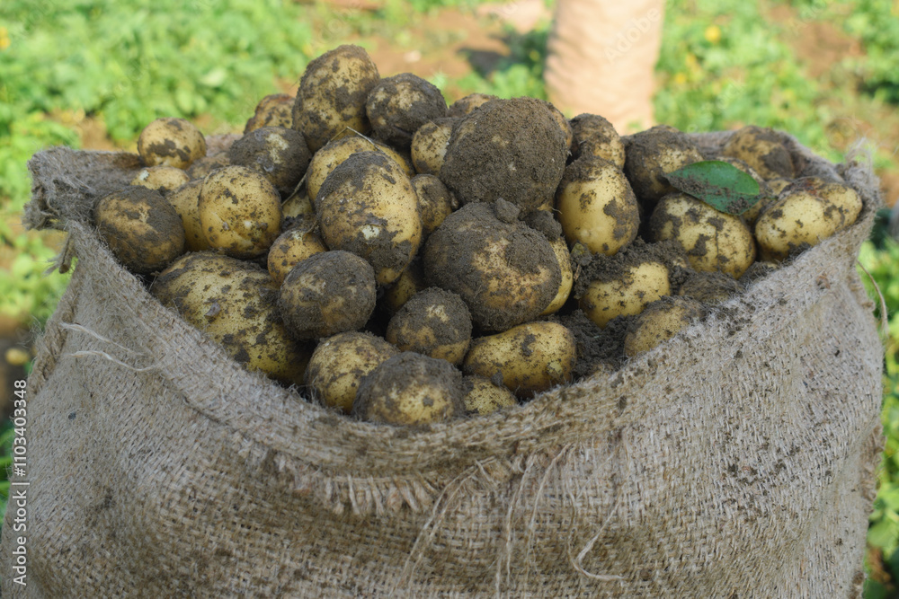 excavate crop of potatoes, Fresh sweet potatoes from the field harvesting sweet potatoes, Potatoes in a wooden box with a green background, excavate crop of potatoes, Fresh sweet potatoes from the field harvesting sweet potatoes, Potatoes in a wooden box with a green background,