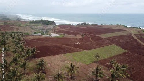 High Angle View Of Sheep Herd In Open Field Near Palm Oil Plantation photo