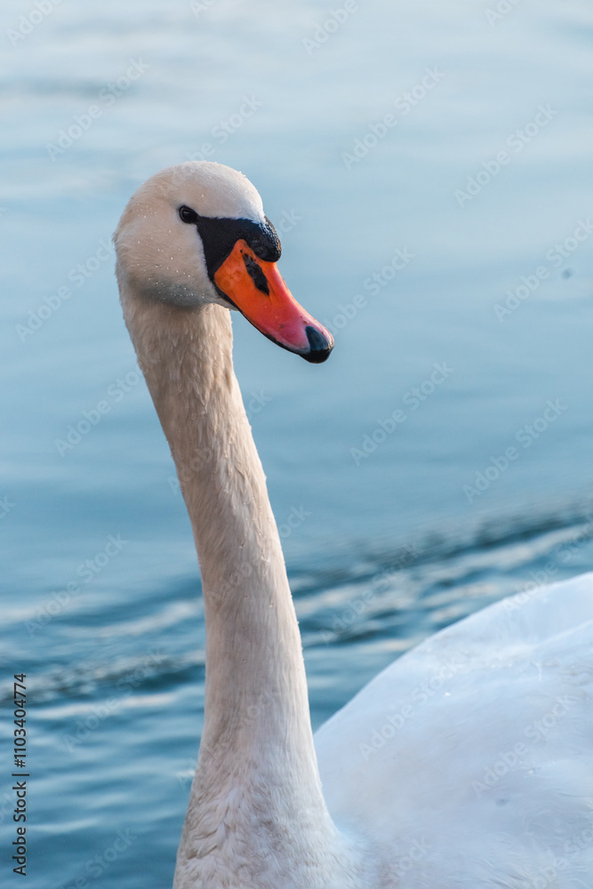 mute swan cygnus olor, on the lake, close up, portrait mute swan cygnus olor, on the lake, close up, portrait