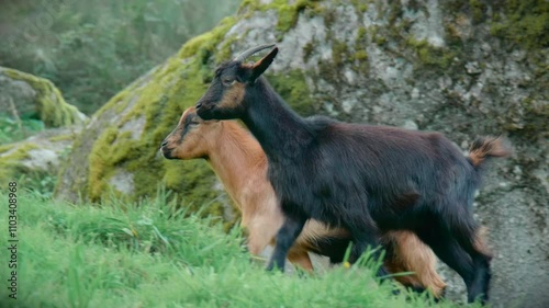 two small goats walking side by side in a green meadow slow motion photo