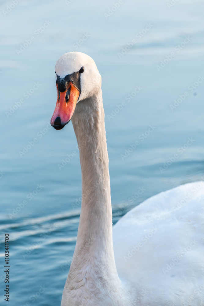 mute swan cygnus olor, on the lake, close up, portrait mute swan cygnus olor, on the lake, close up, portrait