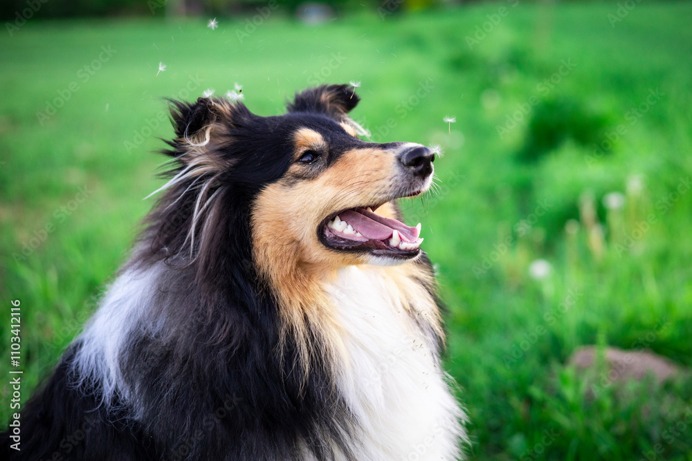 Cute rough collie dog sitting on a meadow surrounded by dandelions floating in the air Cute rough collie dog sitting on a meadow surrounded by dandelions floating in the air