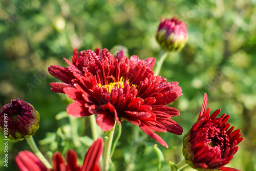 Chrysanthemum Flower sevanti Flowers, Hardy chrysanthemums Plant, Red daisies growing on a flower bed in a home garden. Blooming plants in the garden on a dark background. Tiny garden in the city. photo