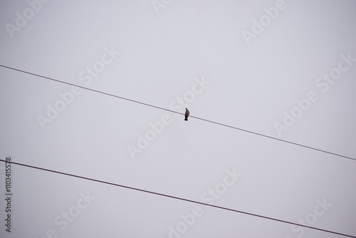 A lonely dove sits on wires against the sky. A stylized minimalistic photograph of a pigeon sitting on wires photo