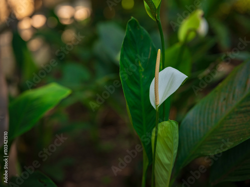 Canvas Print walk in Perdana Botanical Garden, Lush greenery and exotic plants in the Kuala Lumpur Botanical Garden, offering serene escape into nature with vibrant flowers, towering trees, and tranquil paths