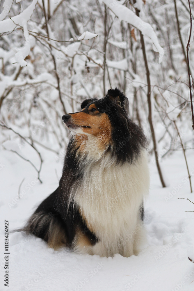Beautiful rough collie dog portrait in the snowy forest Beautiful rough collie dog portrait in the snowy forest