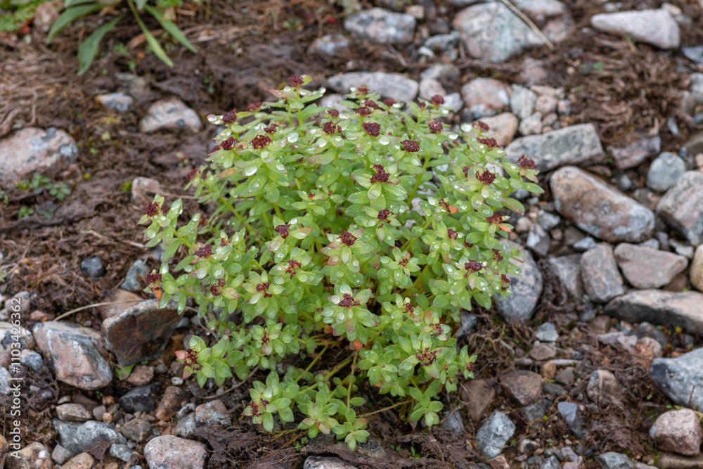 Flora of Chukotka: a clump of Ledge stonecrop (Rhodiola integrifolia) growing on the stony coast of the Bering Sea, Beringia National Park, Chukotka, Russian Far East Flora of Chukotka: a clump of Ledge stonecrop (Rhodiola integrifolia) growing on the stony coast of the Bering Sea, Beringia National Park, Chukotka, Russian Far East