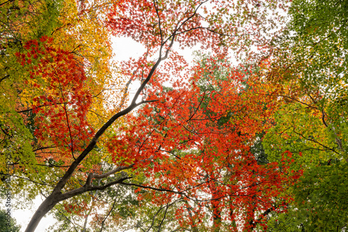 Wallpaper Mural 鮮やかなグラデーションの紅葉 Torontodigital.ca