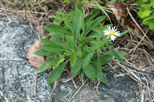 미국쑥부쟁이 photo