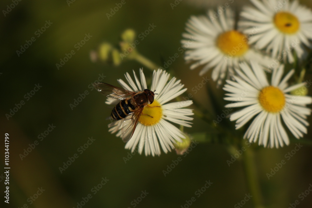 Obraz premium 주걱개망초