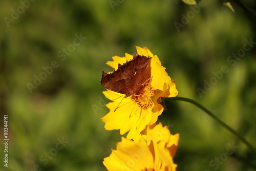 큰금계국과 네발나비 photo