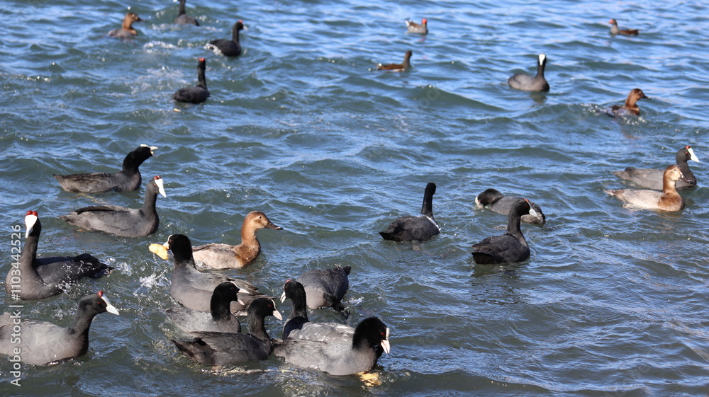 Fototapeta premium Flock of Red-Knobbed Coots and Ducks Swimming in a Lake on a Sunny Day with Splashing Water and Natural Wildlife Activity