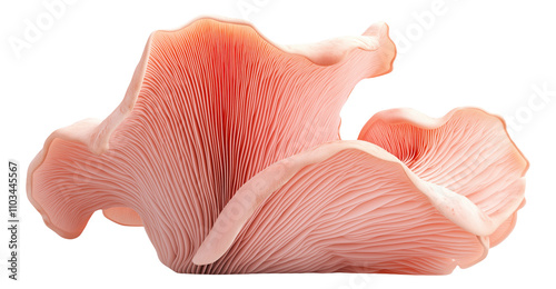 Pink oyster mushroom with visible gills photo