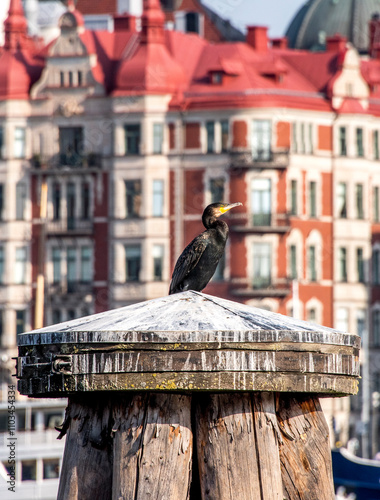 A cormorant on top of a harbor dolphin in the Nybroviken a sunny day in Stockholm photo