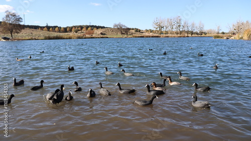 Flock of Red-Knobbed Coots and Ducks Swimming in a Lake on a Sunny Day with Splashing Water and Natural Wildlife Activity 