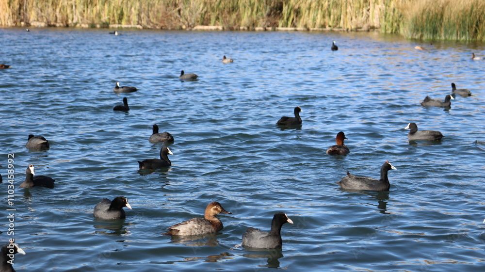 Flock of Red-Knobbed Coots and Ducks Swimming in a Lake on a Sunny Day with Splashing Water and Natural Wildlife Activity
Flock of Red-Knobbed Coots and Ducks Swimming in a Lake on a Sunny Day with Splashing Water and Natural Wildlife Activity