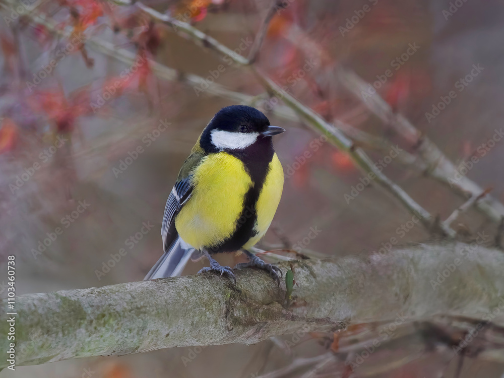 Naklejka premium tit sitting on a tree branch against a blurred background