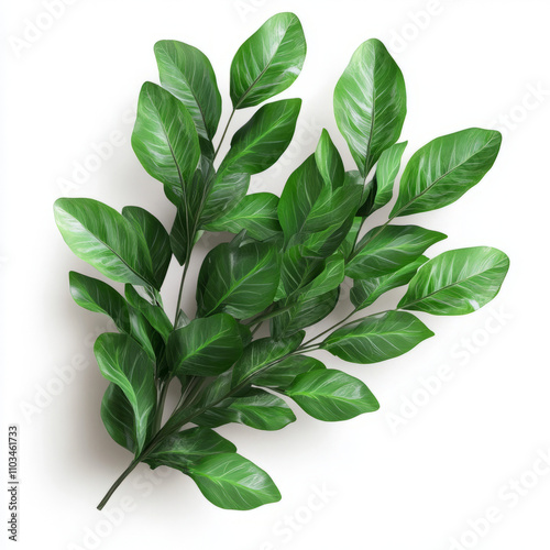 fresh basil leaves