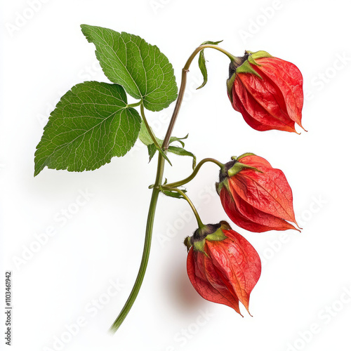 red rose on white background