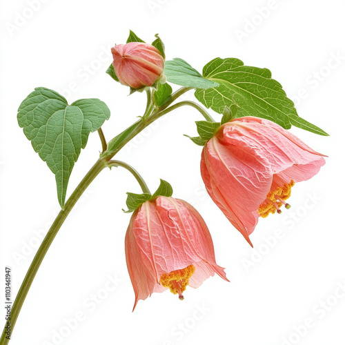 red rose isolated on white background