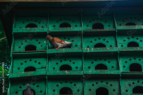 A flock of pigeons perches outside their cage box, a green pigeon house with many boxes for nesting. A pigeon house with some doves in front photo