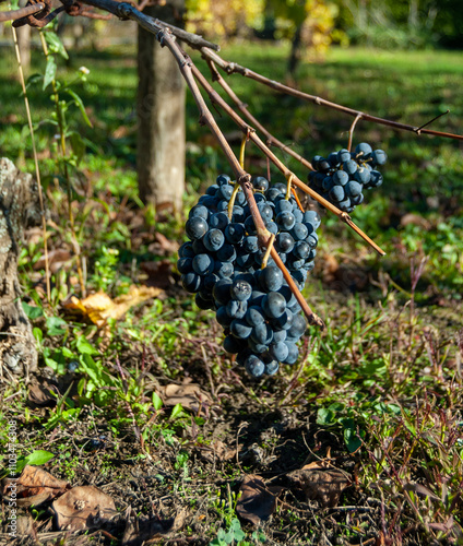 close-up of ripe black grapes on vine
