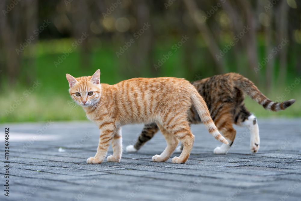 Obraz premium Two kittens walking in the park