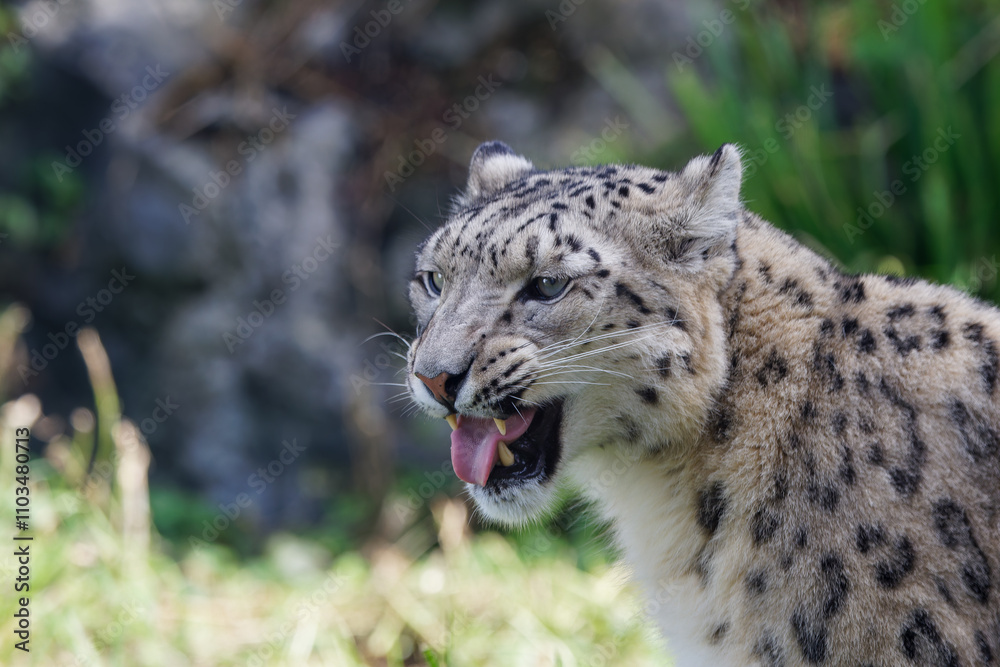 A leopard showing his angry expression A leopard showing his angry expression