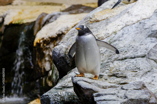 A penguin walking on the rocks