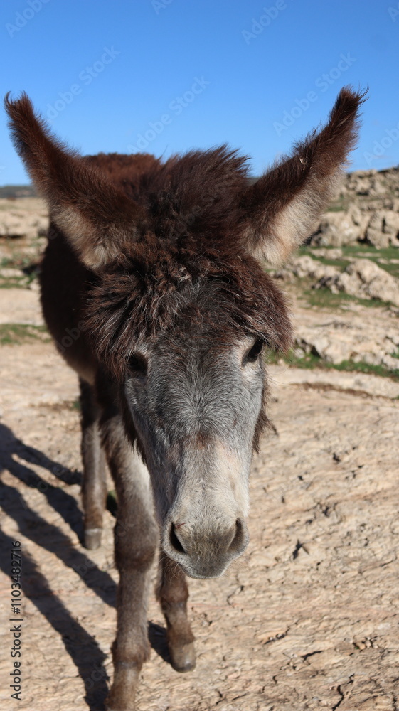 Close-Up of a Fluffy Brown Donkey Standing Outdoors on a Sunny Day in a Rural Countryside Setting with Blue Sky Background, Highlighting Its Cute Features and Natural Environment
Close-Up of a Fluffy Brown Donkey Standing Outdoors on a Sunny Day in a Rural Countryside Setting with Blue Sky Background, Highlighting Its Cute Features and Natural Environment