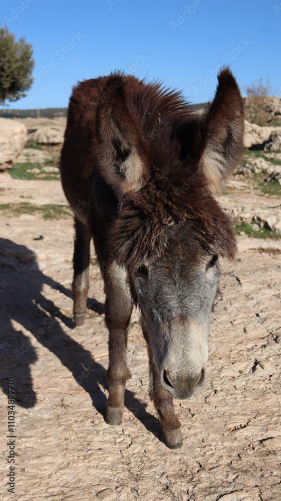 Close-Up of a Fluffy Brown Donkey Standing Outdoors on a Sunny Day in a Rural Countryside Setting with Blue Sky Background, Highlighting Its Cute Features and Natural Environment
Close-Up of a Fluffy Brown Donkey Standing Outdoors on a Sunny Day in a Rural Countryside Setting with Blue Sky Background, Highlighting Its Cute Features and Natural Environment
