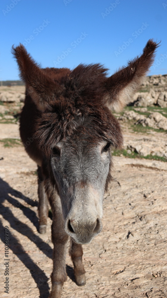 Fototapeta premium Close-Up of a Fluffy Brown Donkey Standing Outdoors on a Sunny Day in a Rural Countryside Setting with Blue Sky Background, Highlighting Its Cute Features and Natural Environment 