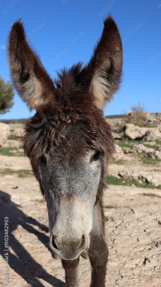 Close-Up of a Fluffy Brown Donkey Standing Outdoors on a Sunny Day in a Rural Countryside Setting with Blue Sky Background, Highlighting Its Cute Features and Natural Environment
Close-Up of a Fluffy Brown Donkey Standing Outdoors on a Sunny Day in a Rural Countryside Setting with Blue Sky Background, Highlighting Its Cute Features and Natural Environment