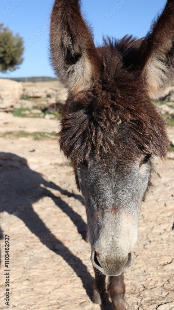 Close-Up of a Fluffy Brown Donkey Standing Outdoors on a Sunny Day in a Rural Countryside Setting with Blue Sky Background, Highlighting Its Cute Features and Natural Environment
Close-Up of a Fluffy Brown Donkey Standing Outdoors on a Sunny Day in a Rural Countryside Setting with Blue Sky Background, Highlighting Its Cute Features and Natural Environment
