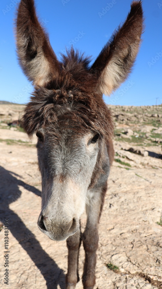 Close-Up of a Fluffy Brown Donkey Standing Outdoors on a Sunny Day in a Rural Countryside Setting with Blue Sky Background, Highlighting Its Cute Features and Natural Environment
Close-Up of a Fluffy Brown Donkey Standing Outdoors on a Sunny Day in a Rural Countryside Setting with Blue Sky Background, Highlighting Its Cute Features and Natural Environment