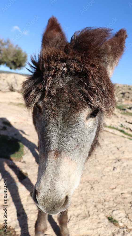 Close-Up of a Fluffy Brown Donkey Standing Outdoors on a Sunny Day in a Rural Countryside Setting with Blue Sky Background, Highlighting Its Cute Features and Natural Environment
Close-Up of a Fluffy Brown Donkey Standing Outdoors on a Sunny Day in a Rural Countryside Setting with Blue Sky Background, Highlighting Its Cute Features and Natural Environment