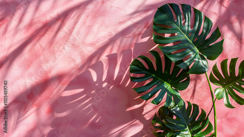 Monstera leaf shadow on pink background. Copy space, summer concept. selective focus.