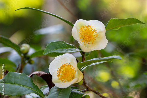 Tea leaf and white flower in tea plantation. Flower of tea on trunk. Beautiful and fresh white tea flower. Camellia sinensis tea plant flower.