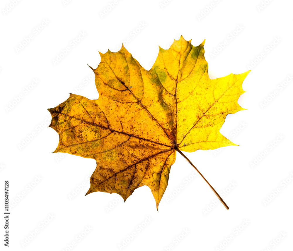 Yellow autumn leaves close-up against the sky, autumn landscape Yellow autumn leaves close-up against the sky, autumn landscape