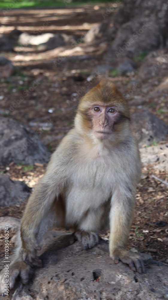 Barbary Macaque in Moroccan Monkey Forest Habitat – Wildlife Photography of Endangered Primates in Nature Reserve, Featuring Behavior and Natural Environment
Barbary Macaque in Moroccan Monkey Forest Habitat – Wildlife Photography of Endangered Primates in Nature Reserve, Featuring Behavior and Natural Environment