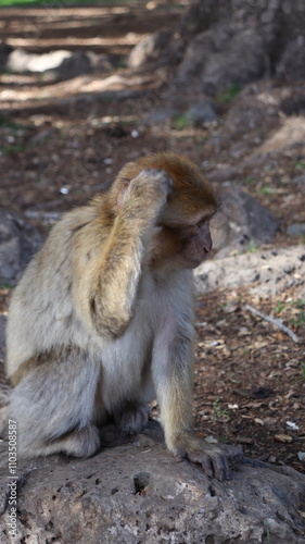 Barbary Macaque in Moroccan Monkey Forest Habitat – Wildlife Photography of Endangered Primates in Nature Reserve, Featuring Behavior and Natural Environment
