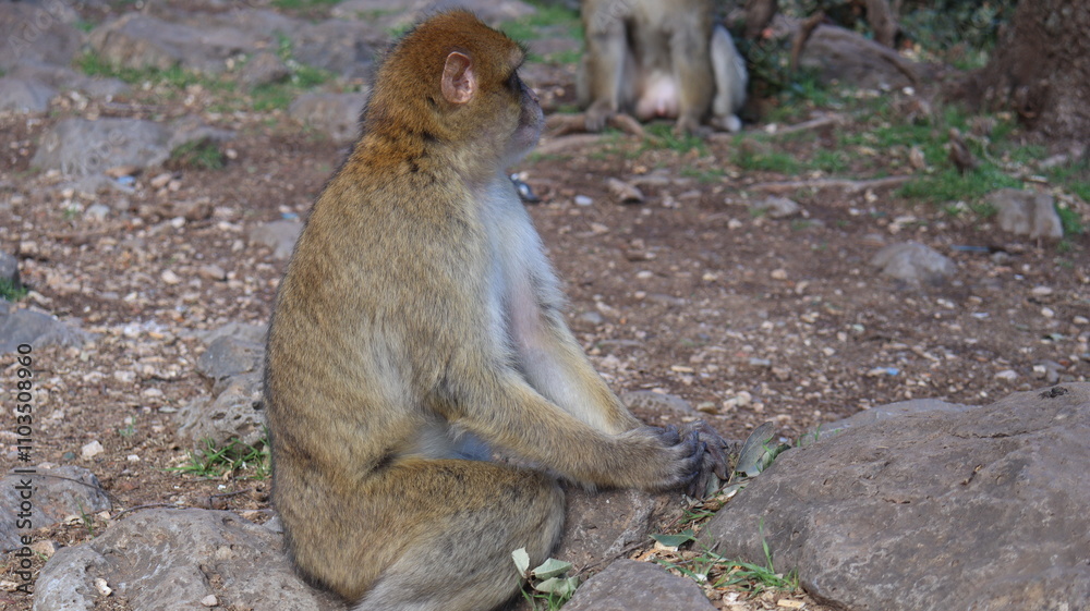Obraz premium Barbary Macaque in Moroccan Monkey Forest Habitat – Wildlife Photography of Endangered Primates in Nature Reserve, Featuring Behavior and Natural Environment 
