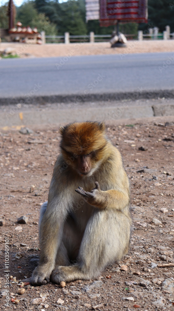 Obraz premium Barbary Macaque in Moroccan Monkey Forest Habitat – Wildlife Photography of Endangered Primates in Nature Reserve, Featuring Behavior and Natural Environment 